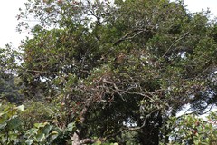 Elaeocarpus serratus var. weibelii